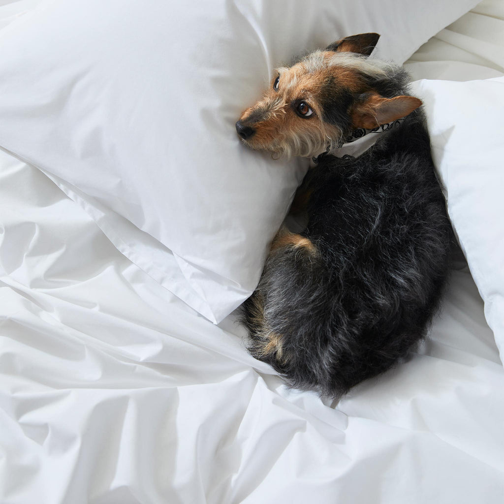 Classic Percale Core Sheet Set X5
