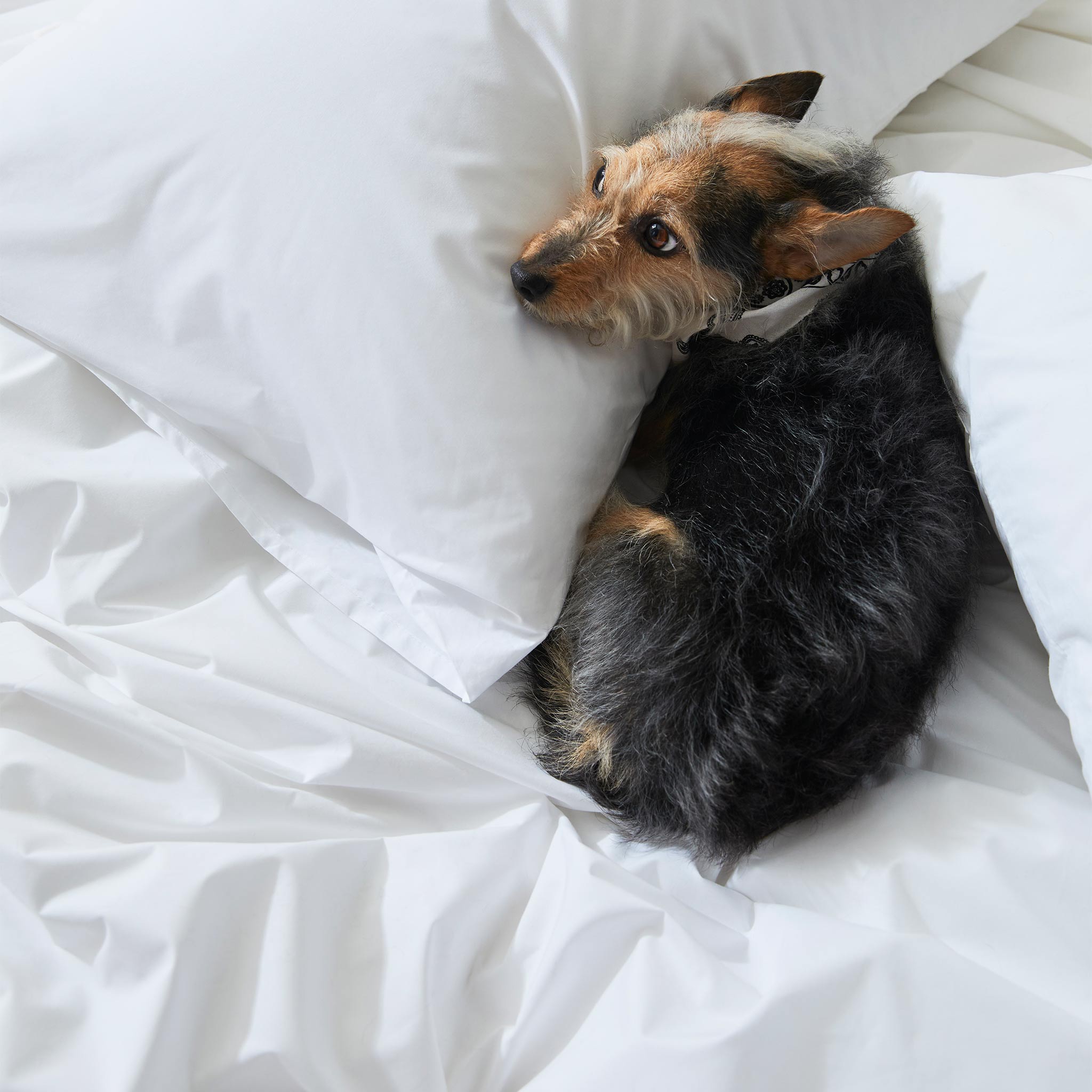 Classic Percale Core Sheet Set X5