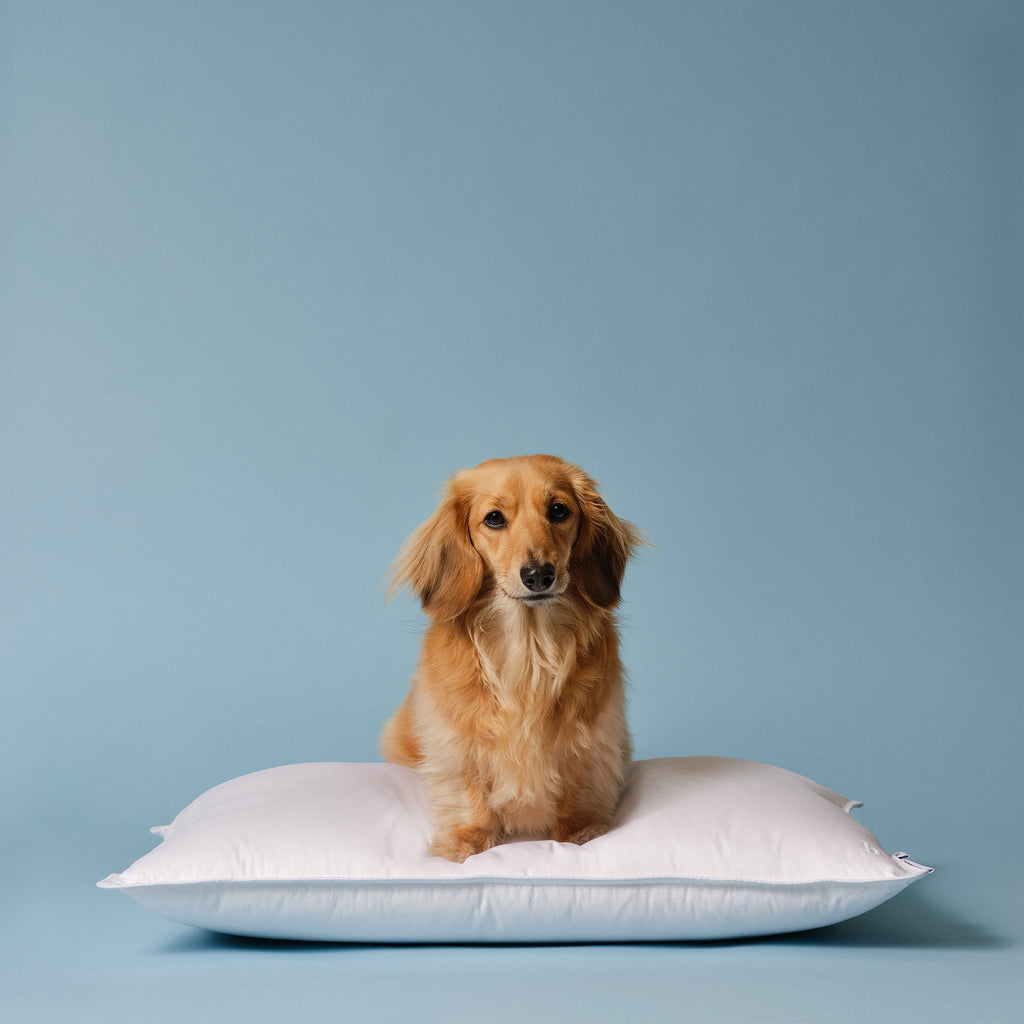 Down Pillow K6