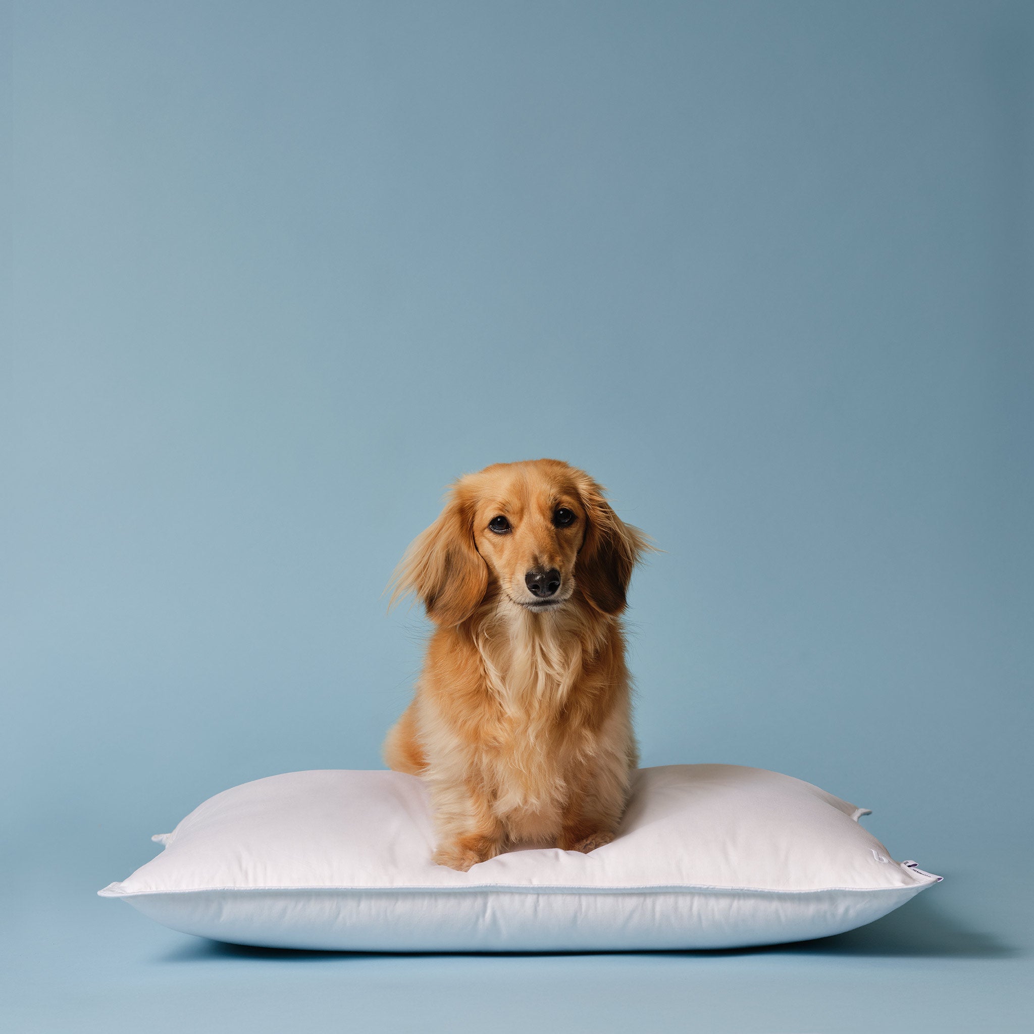 Down Pillow K6