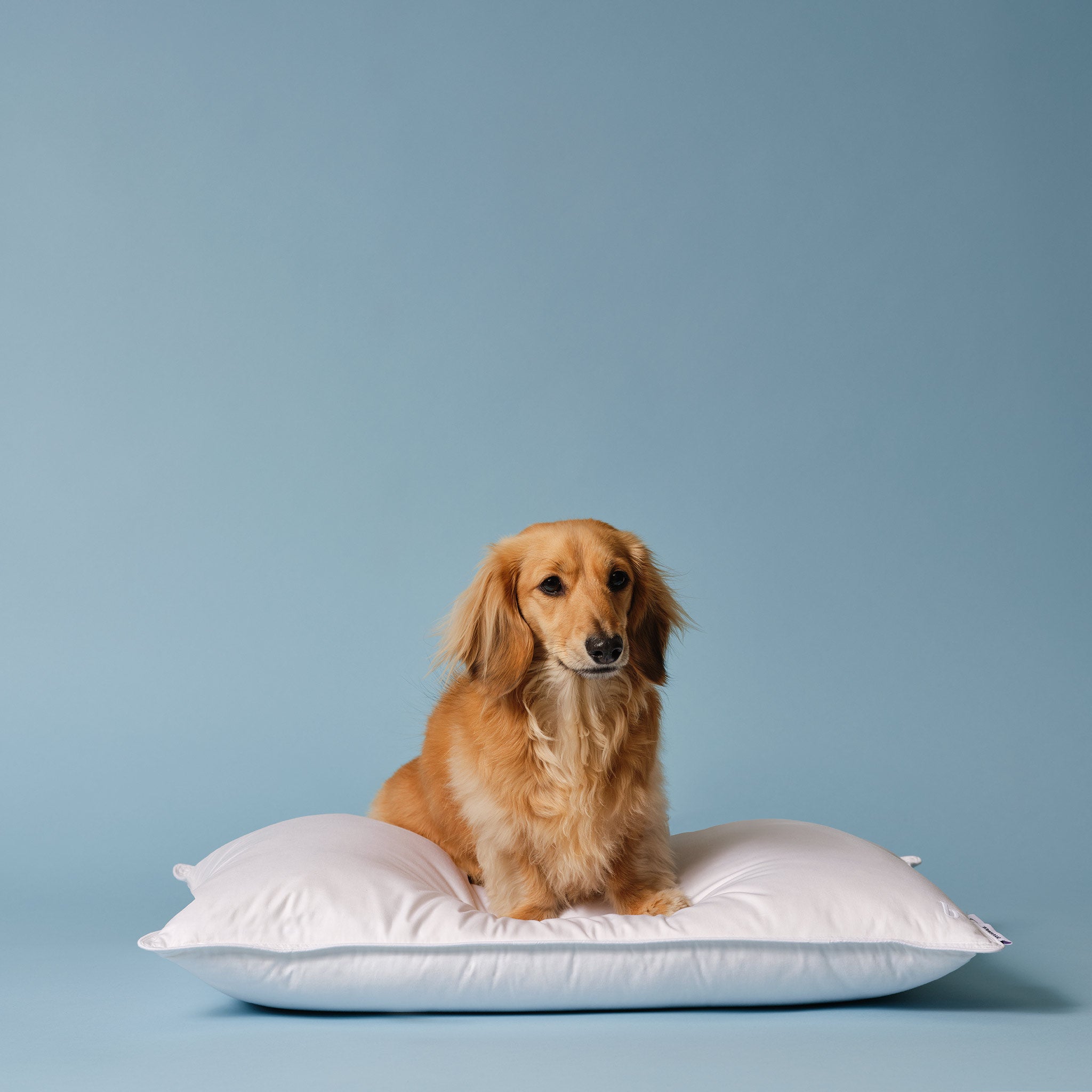 Down Pillow K6