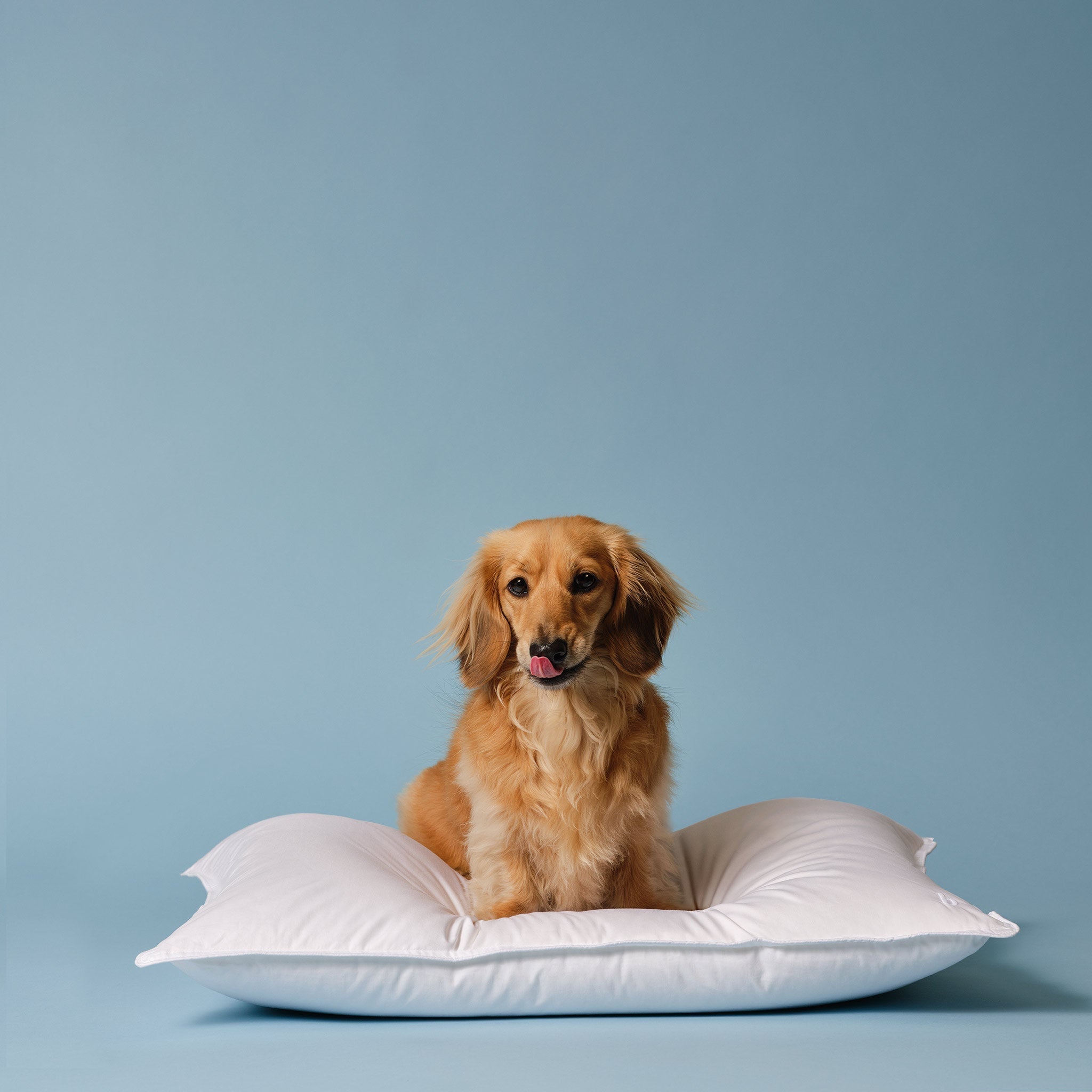 Down Pillow K6